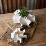Organic Ceramic Planter