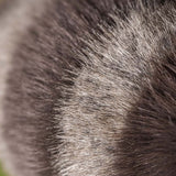 Trixiwoo Racoon