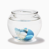 Grow Your Own Shark