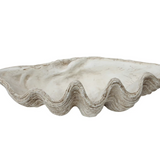 Magnesia Seashell Decor
