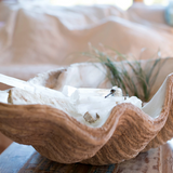 Magnesia Seashell Decor