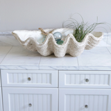 Magnesia Seashell Decor