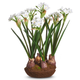 15" Narcissus Drop In