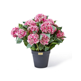 Pink Hydrangea Urn Filler